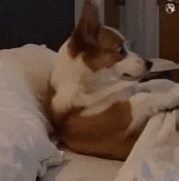 Gif de perro hecho con IA